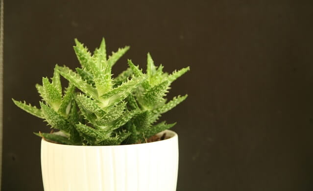 Aloes w doniczce