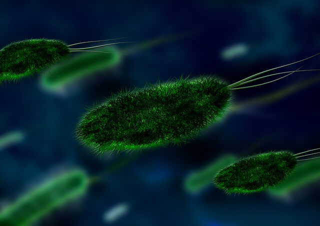 Bakteria Helicobacter